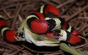 6 Fakta Milk Snake, Spesies Ular Raja yang Jinak untuk Dipelihara!