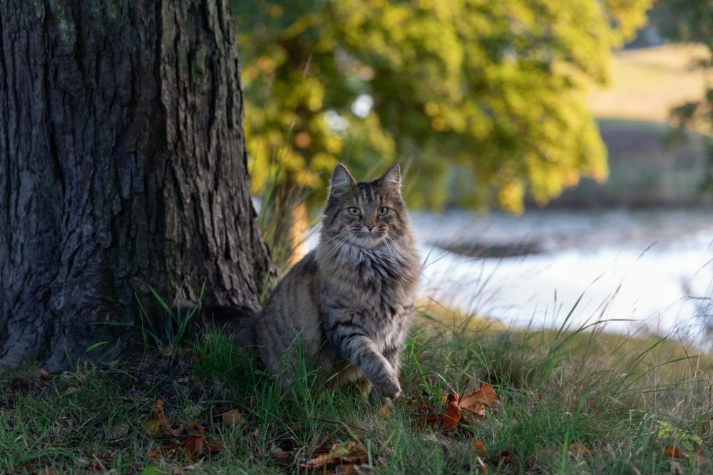 Fakta Kucing Norwegian Forest