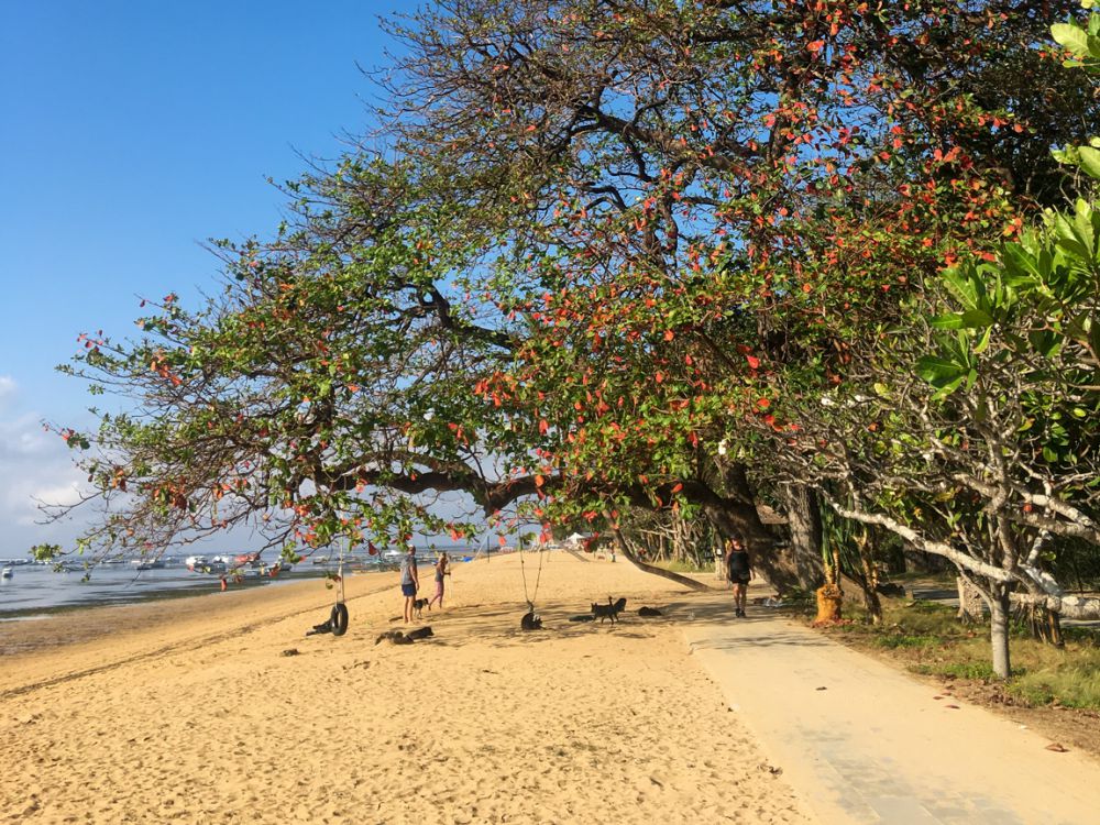 5 Spot Jogging di Bali View Sawah dan Pantai