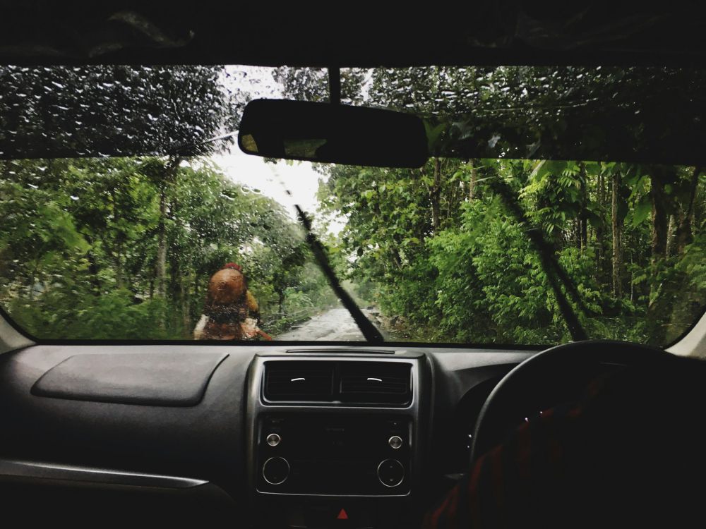 5 Tips Hindari Ancaman Pohon Tumbang Saat Berkendara di Musim Hujan