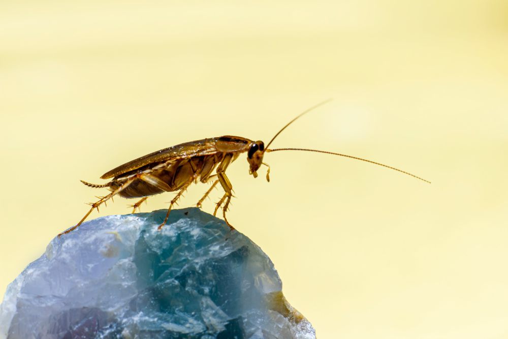5 Fakta Kecoak, Lolos dari Kepunahan Hingga Kebal Insektisida