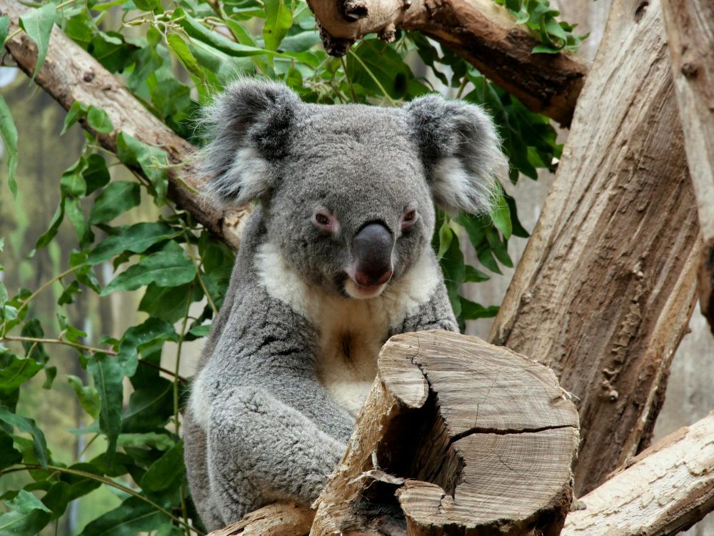 5 Fakta tentang Koala, Hewan Lucu yang Soliter
