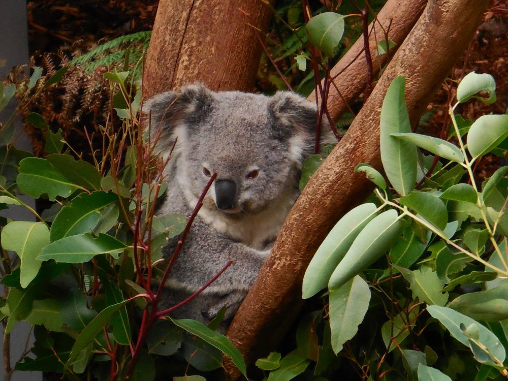 5 Fakta tentang Koala, Hewan Lucu yang Soliter
