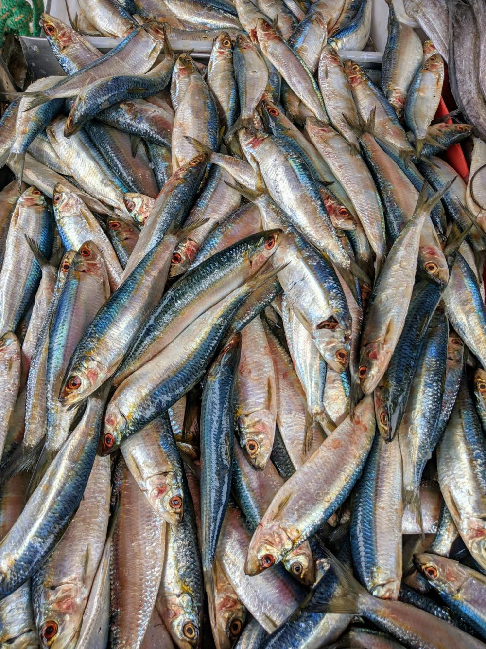 10 Jenis Ikan Laut Minim Duri yang Bisa Dimakan untuk Sahur, Gak Ribet