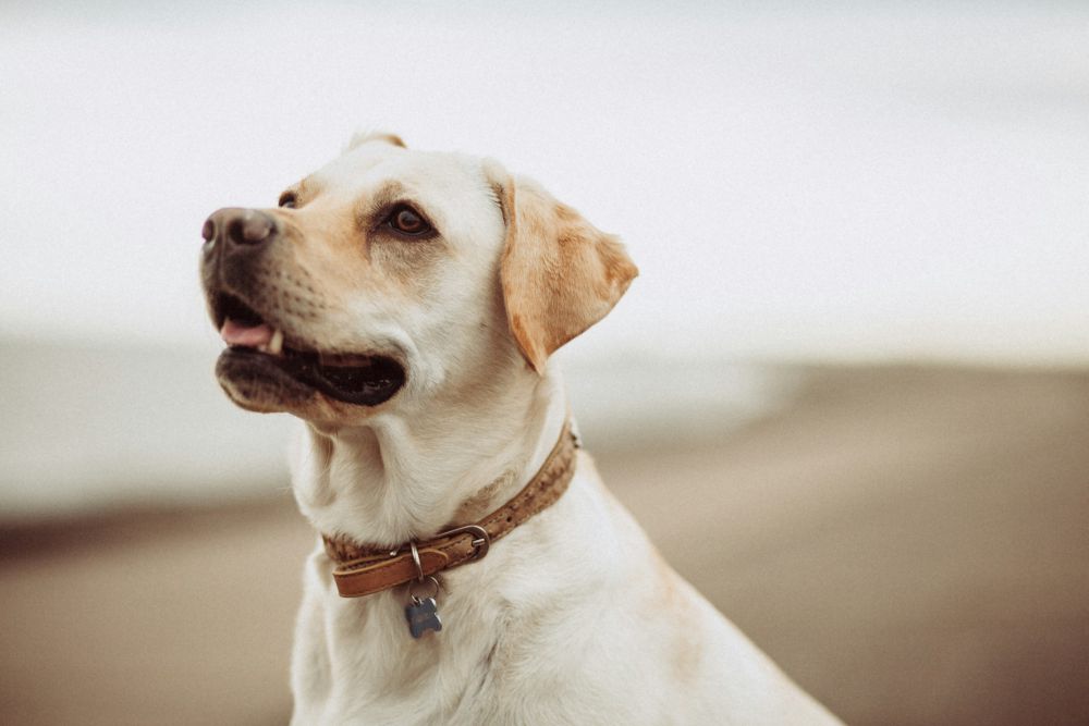 5 Hal yang Bisa Membuat Anjing Merasa Sedih dan Stres