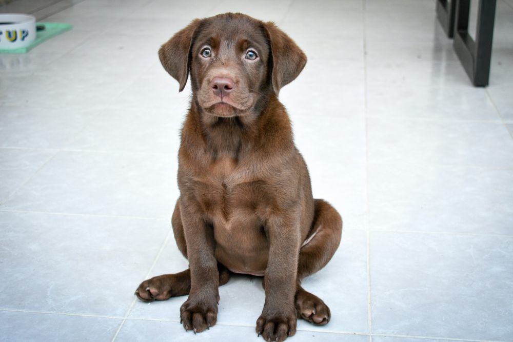 5 Ciri Anjing yang Akan Melahirkan, Harus Lebih Peka!