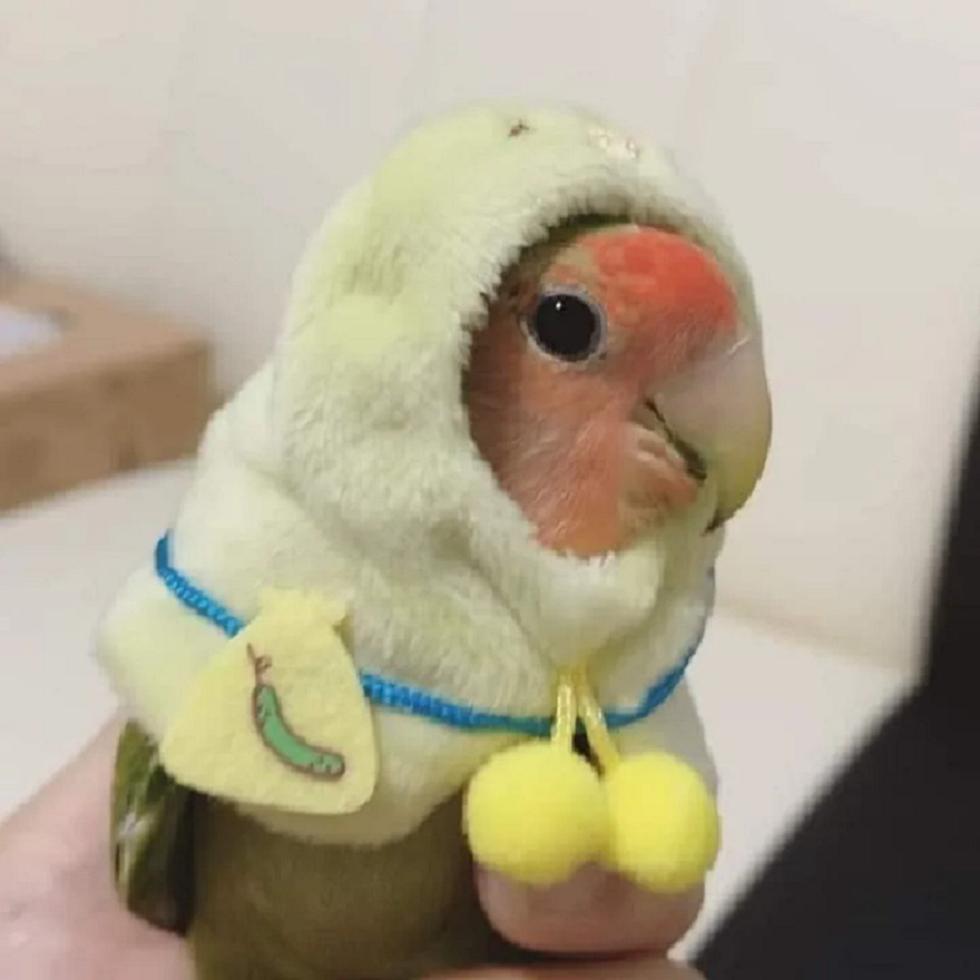 8 Potret Lucu Burung Memakai Hoodie Mini, Berani Tampil Beda