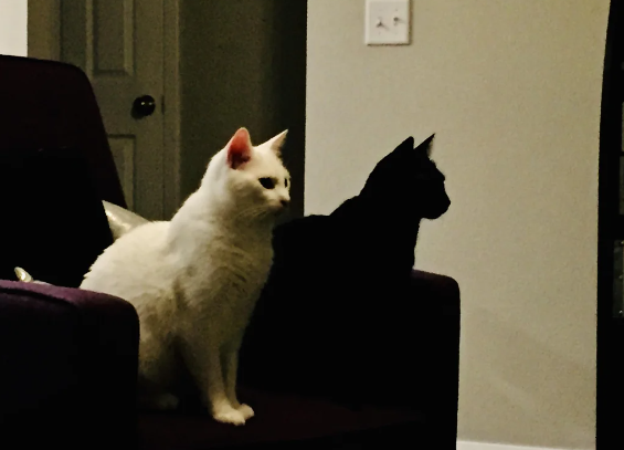 8 Potret Gemas Persahabatan Kucing Hitam dan Putih, Bestie Goals!