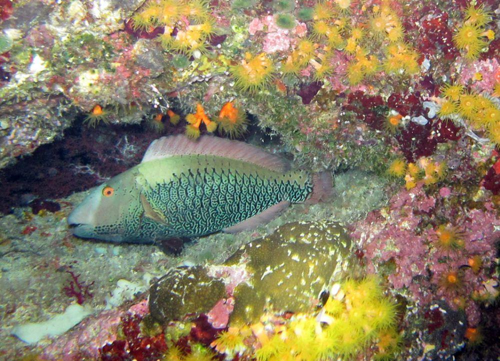 Begini Cara Ikan Tidur, Berbeda dengan Kondisi Manusia