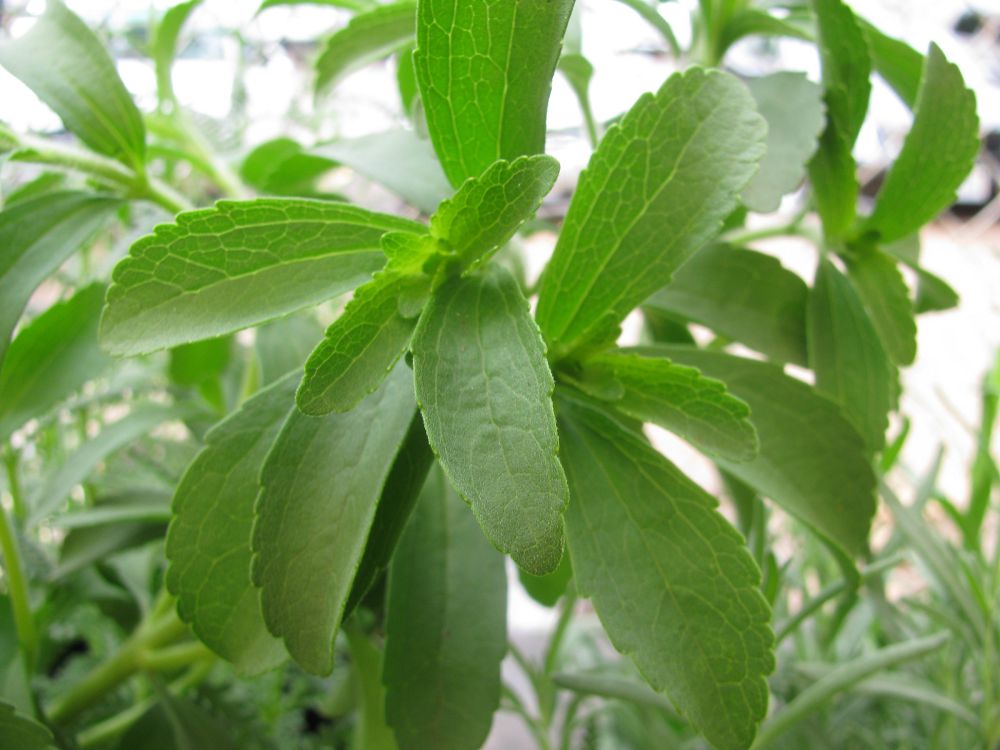 4 Fakta Unik Stevia, Tanaman Paling Manis di Dunia
