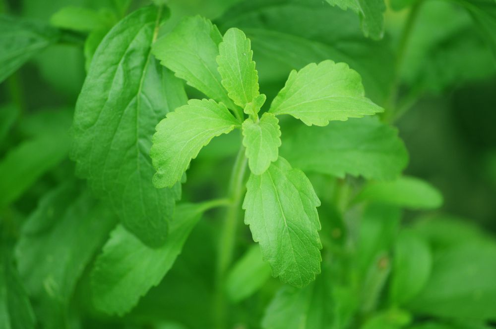 4 Fakta Unik Stevia, Tanaman Paling Manis di Dunia