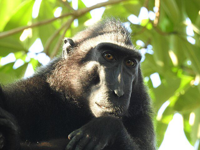 5 Fakta Yaki, Monyet Berjambul Asli Sulawesi
