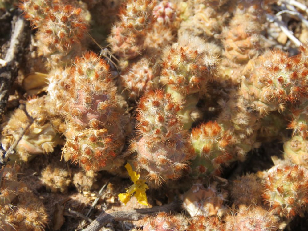 5 Spesies Kaktus Tephrocactus   Memiliki Bentuk yang Unik, Apa Saja?