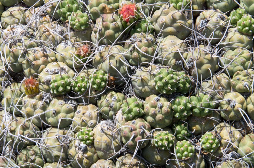 5 Spesies Kaktus Tephrocactus   Memiliki Bentuk yang Unik, Apa Saja?