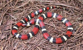 6 Fakta Milk Snake, Spesies Ular Raja yang Jinak untuk Dipelihara!