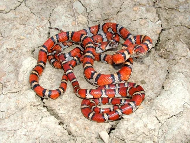 6 Fakta Milk Snake, Spesies Ular Raja yang Jinak untuk Dipelihara!