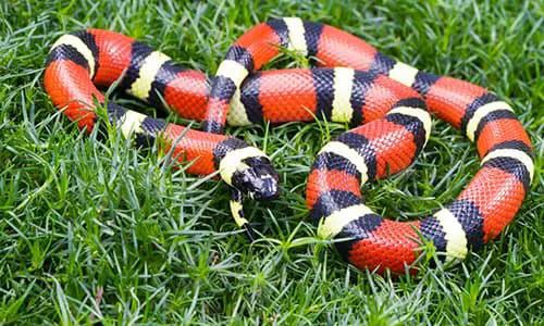 6 Fakta Milk Snake, Spesies Ular Raja yang Jinak untuk Dipelihara!