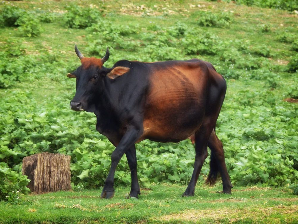 6 Fakta Unik Zebu, Sapi Berpunuk dari India