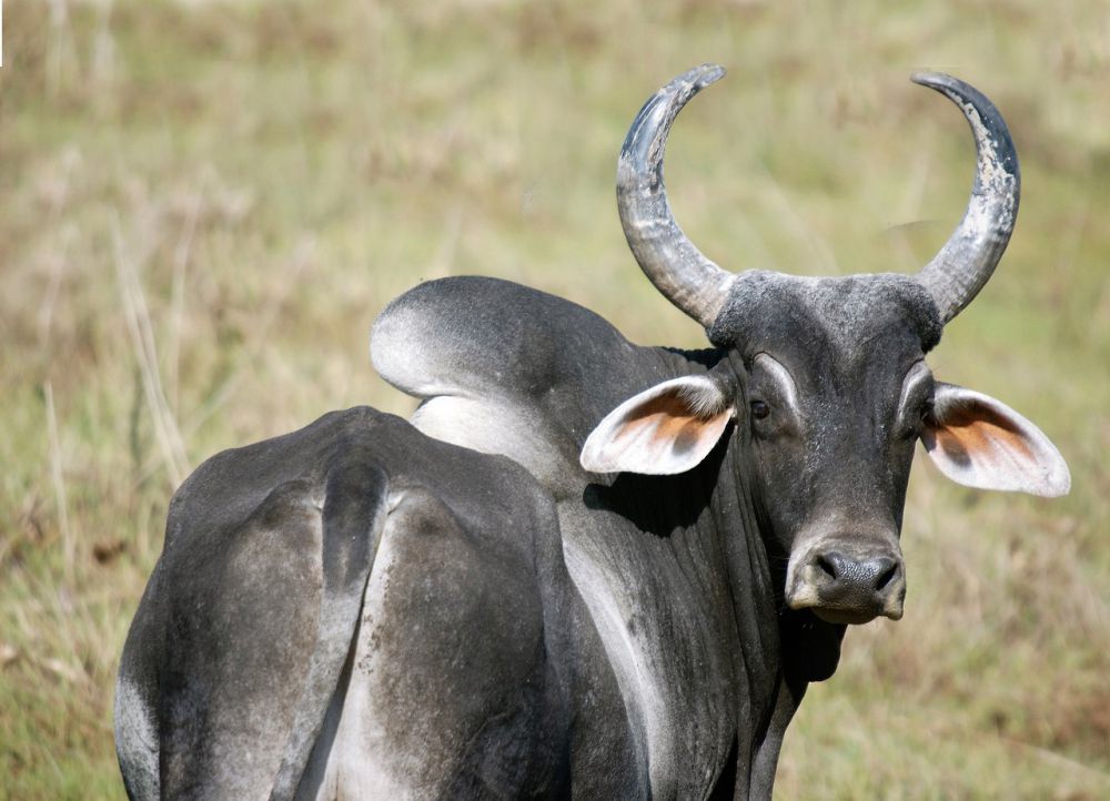 6 Fakta Unik Zebu, Sapi Berpunuk dari India