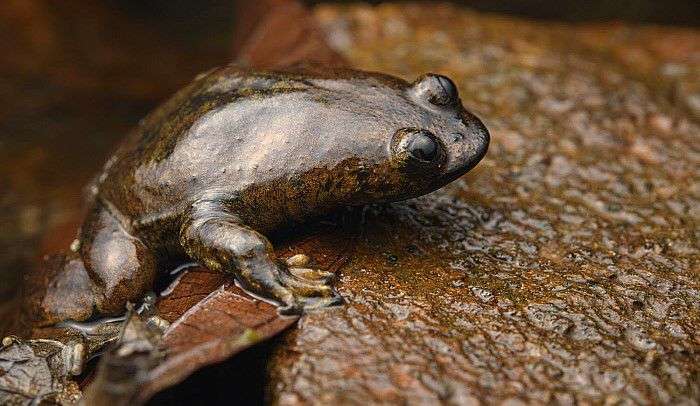 5 Fakta Katak Kepala Pipih Kalimantan, Hidup Tanpa Paru-paru