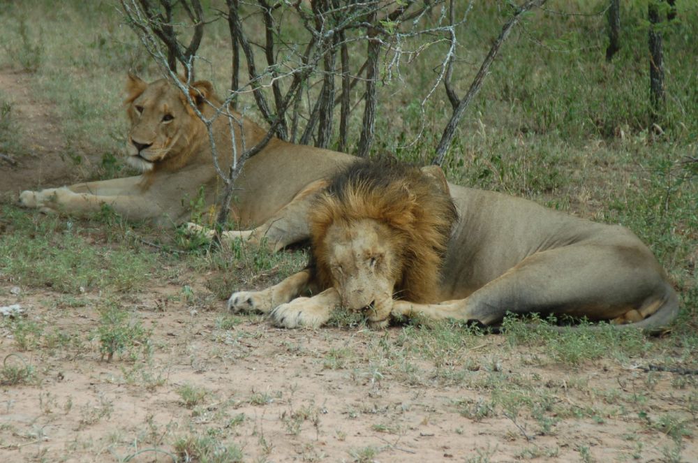 5 Fakta Singa Afrika, si Betina yang Memburu Mangsa Dibanding Jantan