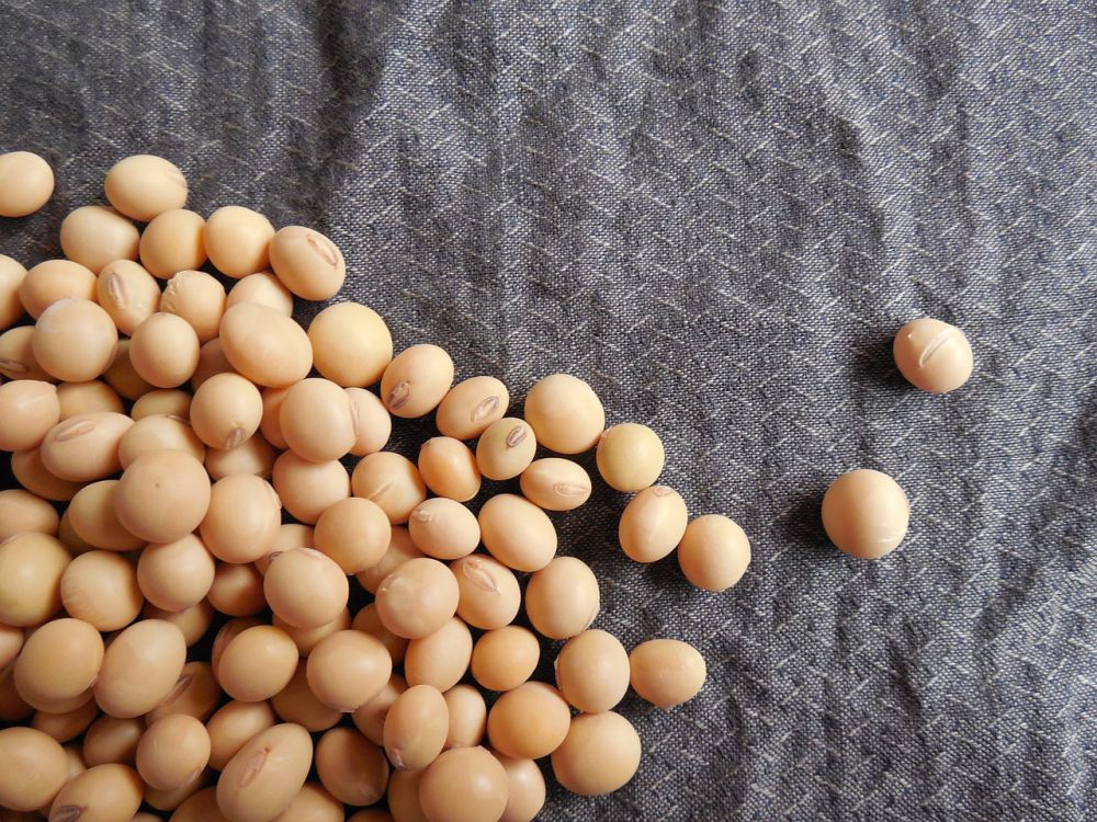 10 Tips Menyimpan Kacang Kedelai agar Tak Cepat Tengik dan Berjamur