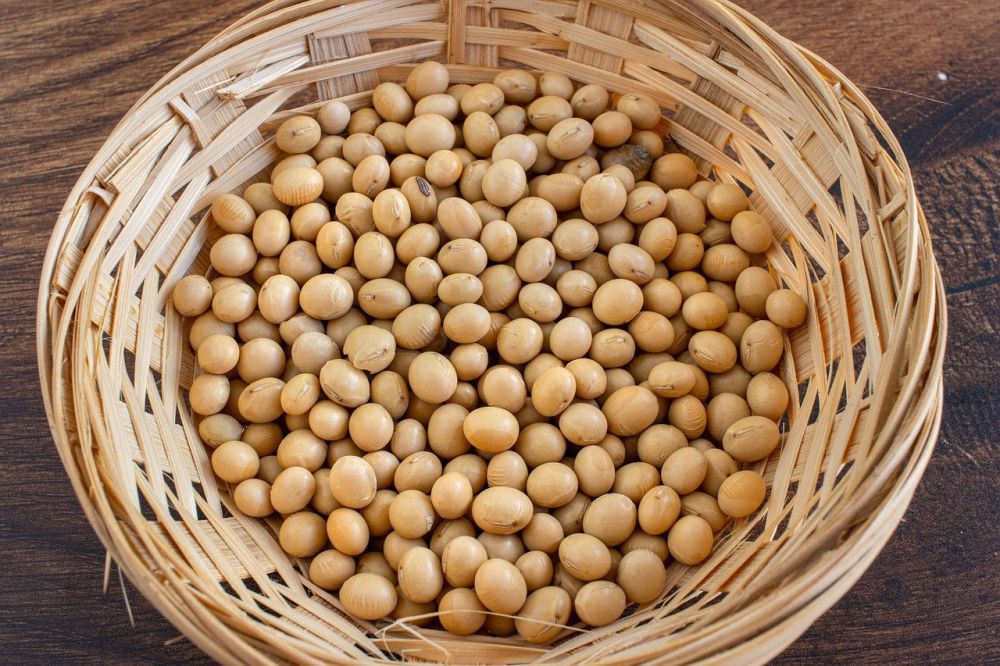 10 Tips Menyimpan Kacang Kedelai agar Tak Cepat Tengik dan Berjamur