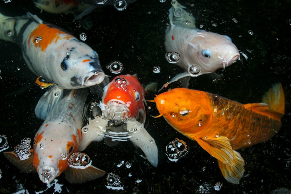 5 Tanda Ikan Hias di Akuarium Tampak Tidak Sehat, Segera Obati!