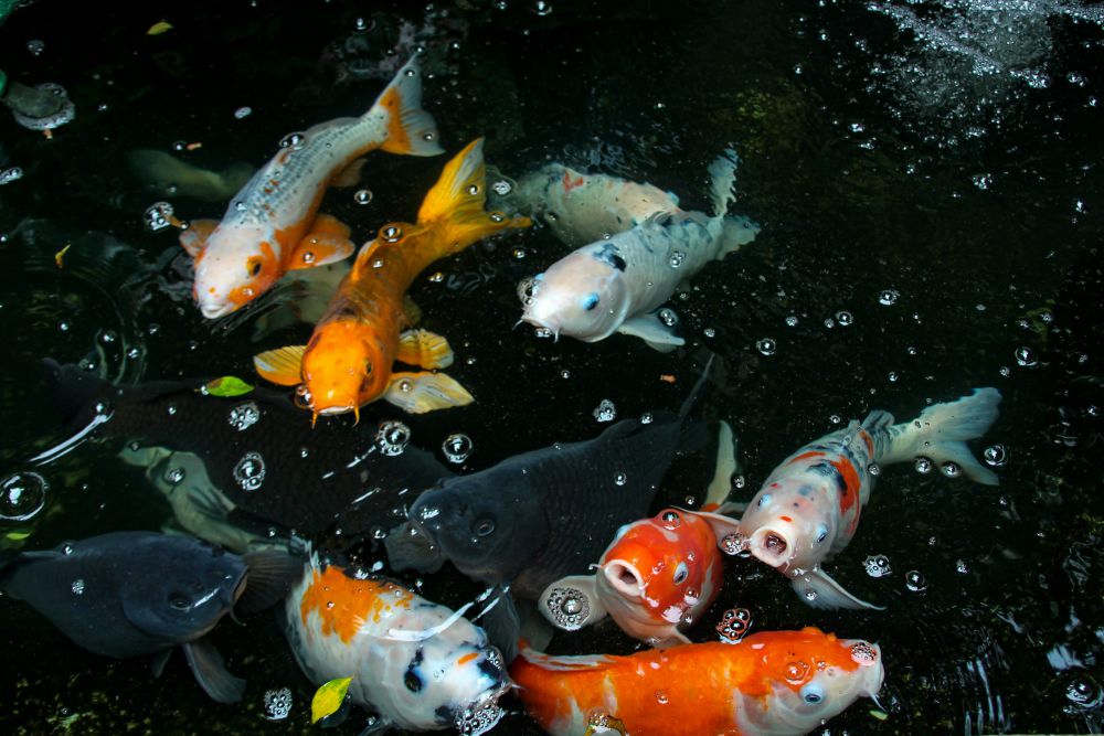 5 Tanda Ikan Hias di Akuarium Tampak Tidak Sehat, Segera Obati!