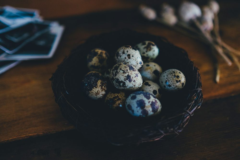 4 Tips Membeli Telur Puyuh yang Berkualitas, Jangan Terkecoh!