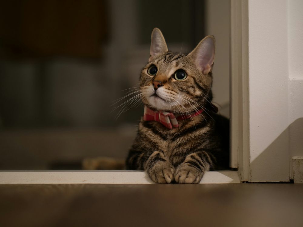 5 Tips Membiarkan Kucing Bermain di Outdoor Secara Aman, Catat!