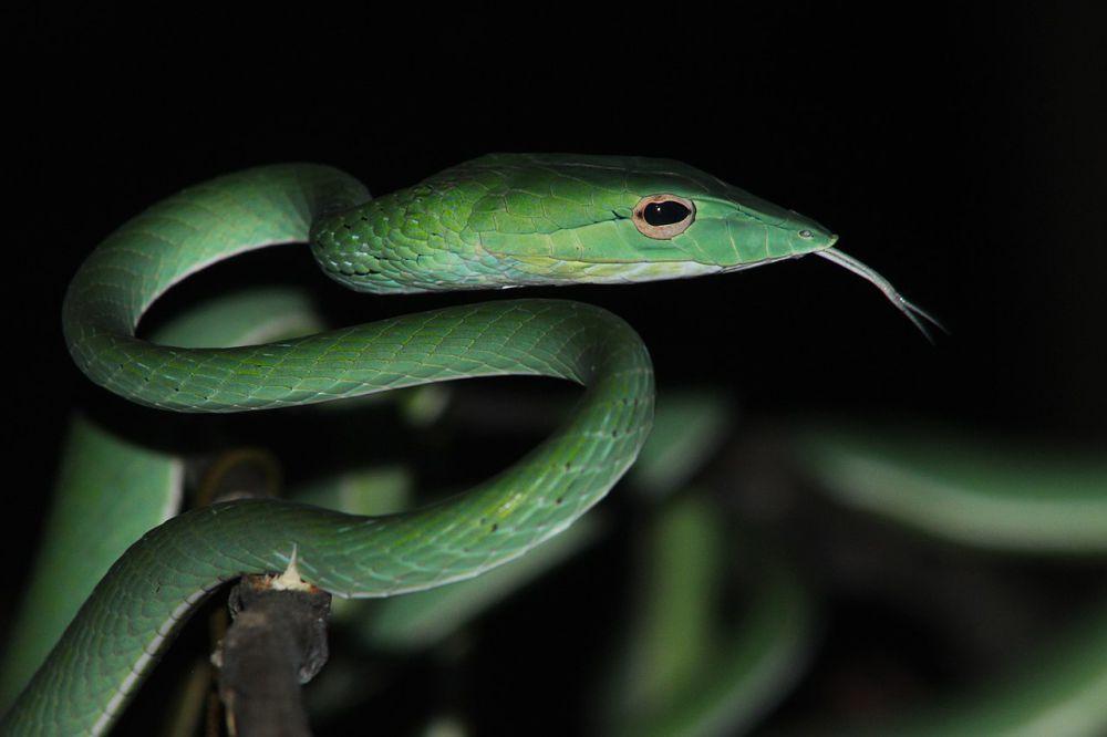 6 Reptil yang Sering Terlihat di Pegunungan Jawa