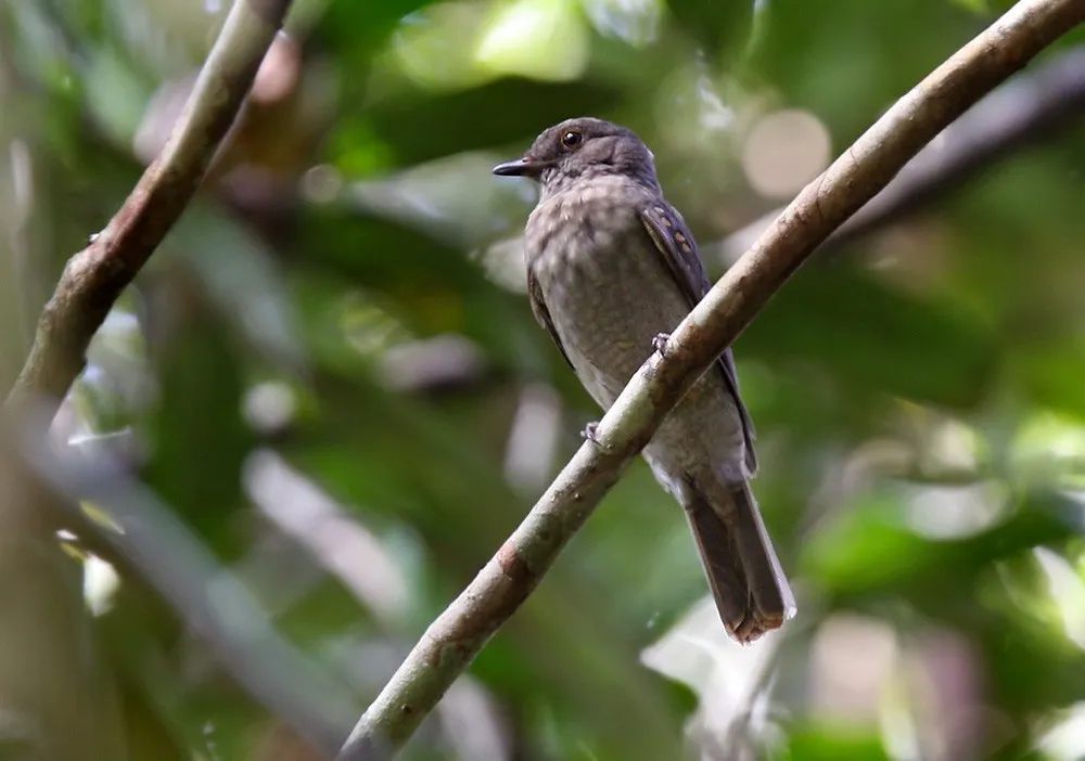 5 Fakta Unik Burung Cinereous Mourner, Bisa Menyamar Menjadi Ulat