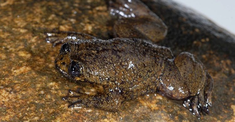 5 Fakta Katak Kepala Pipih Kalimantan Hidup Tanpa Paru Paru