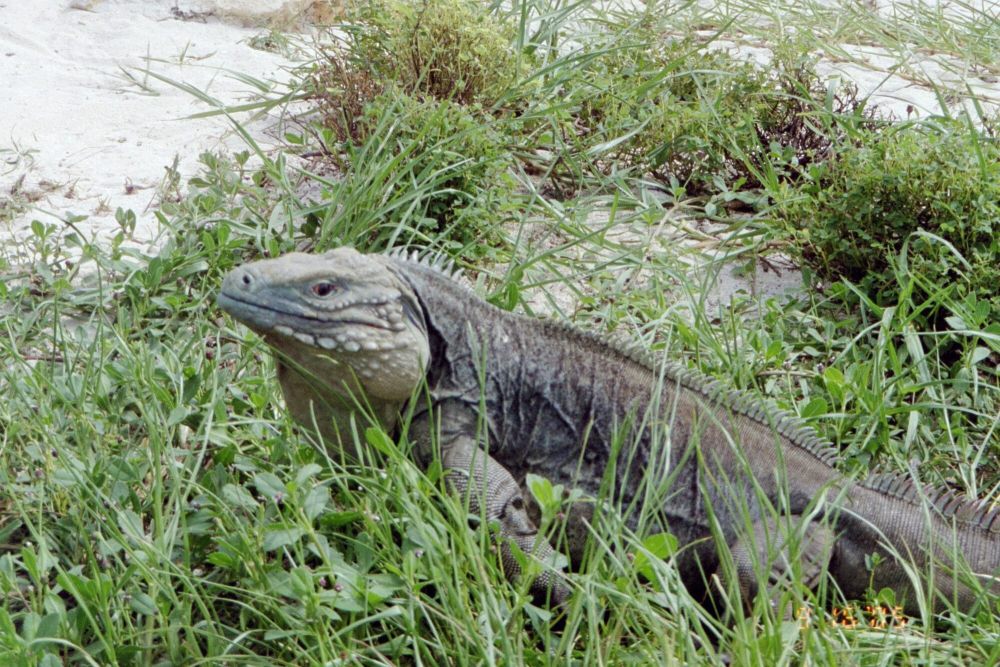 6 Fakta Iguana Biru, si Besar yang Pandai Memanjat Pohon