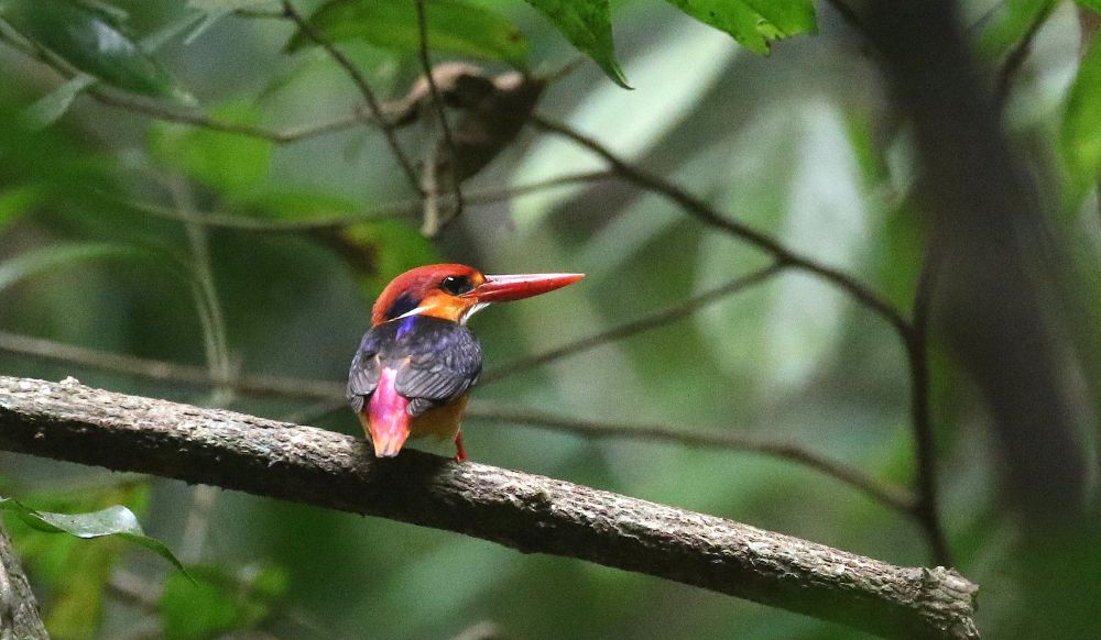 6 Fakta Burung Udang Api, Sifatnya Agresif Dan Teritorial