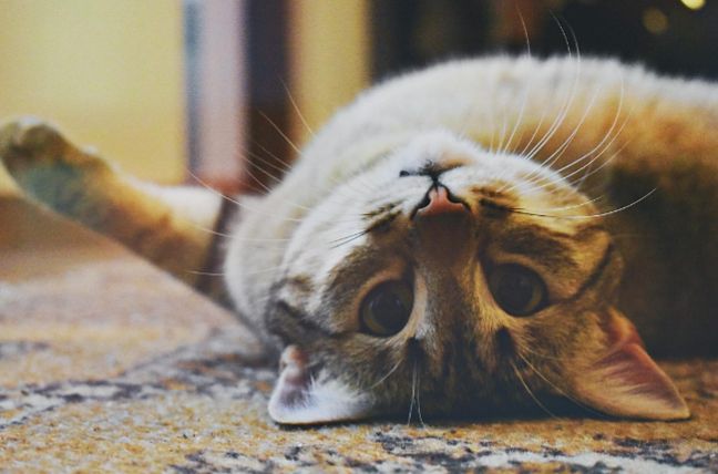 Pecinta Kucing Jadikan Cat Influencer Pelepas Stres