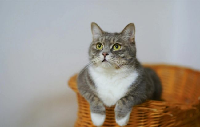 4 Arti Tatapan Mata Kucing, Ada yang Ingin Disampaikan