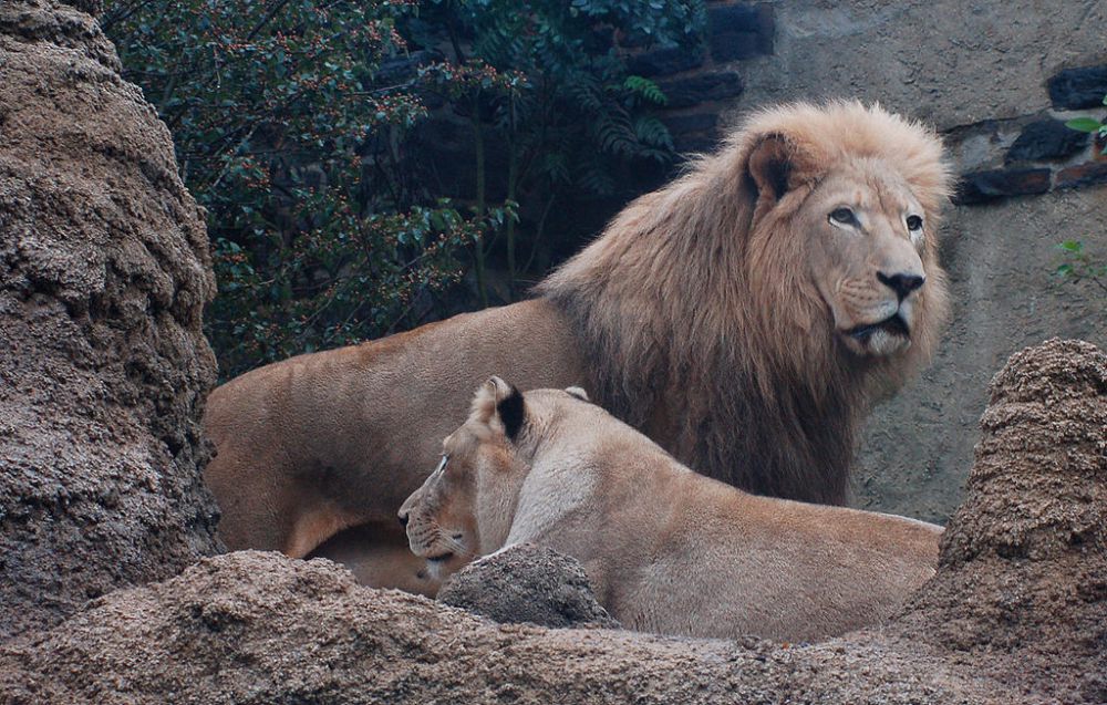 5 Fakta Singa Afrika, si Betina yang Memburu Mangsa Dibanding Jantan