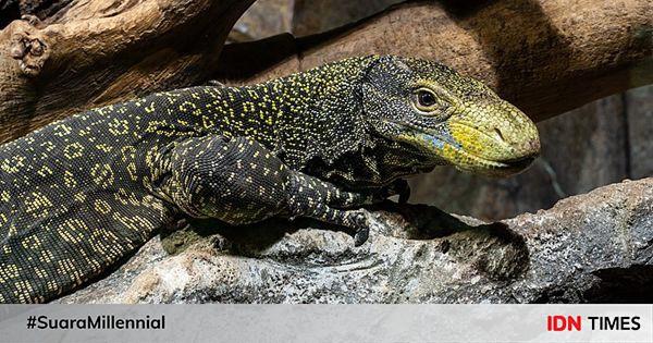 5 Fakta Crocodile Monitor, Kadal yang Suka Gonti Pasangan