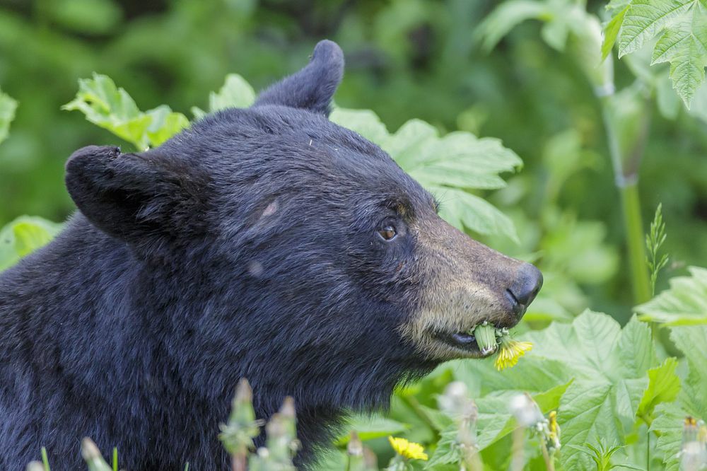 Warga OKU Diserang Beruang Saat Cari Rotan di Hutan