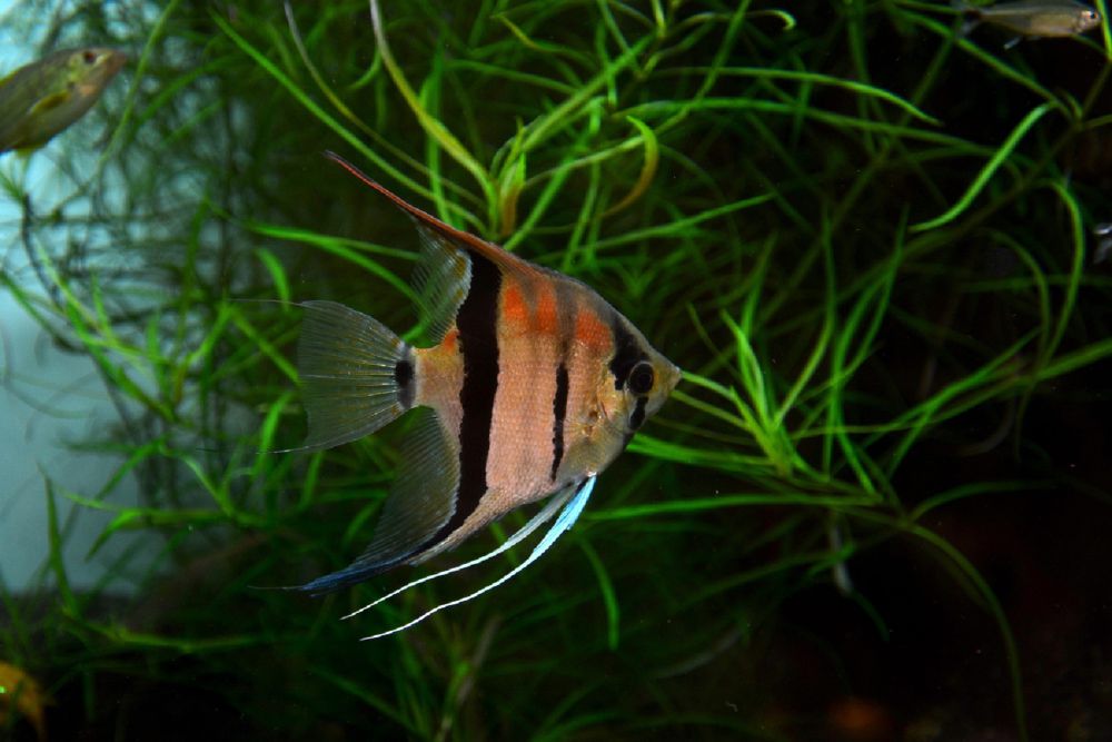 10 Rekomendasi Ikan untuk Aquarium, Jelajahi Dunia Bawah Air
