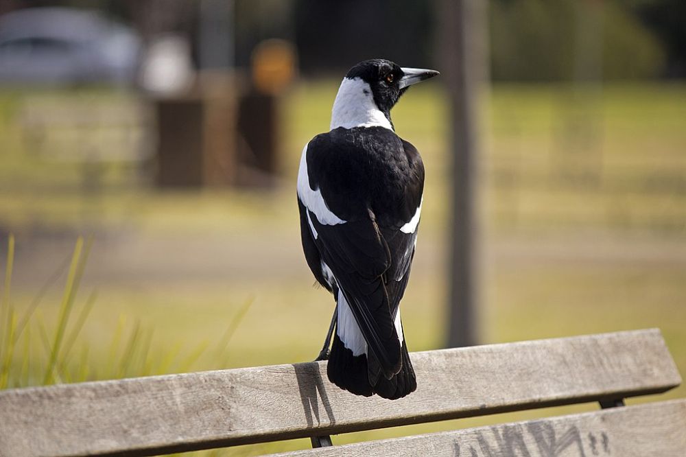 7 Fakta Murai Australia, Burung Penyanyi yang Dekat dengan Manusia