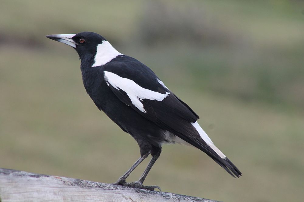 7 Fakta Murai Australia, Burung Penyanyi yang Dekat dengan Manusia