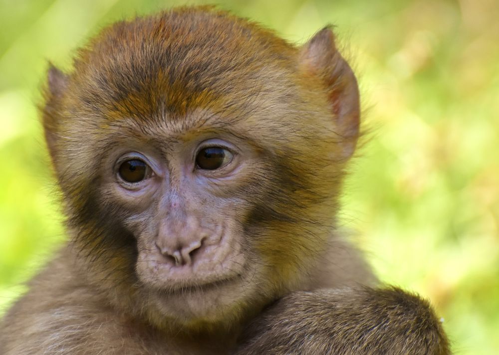 Kemunculan Monyet Ekor Panjang di Kota Bandung Tanda Habitatnya Rusak?