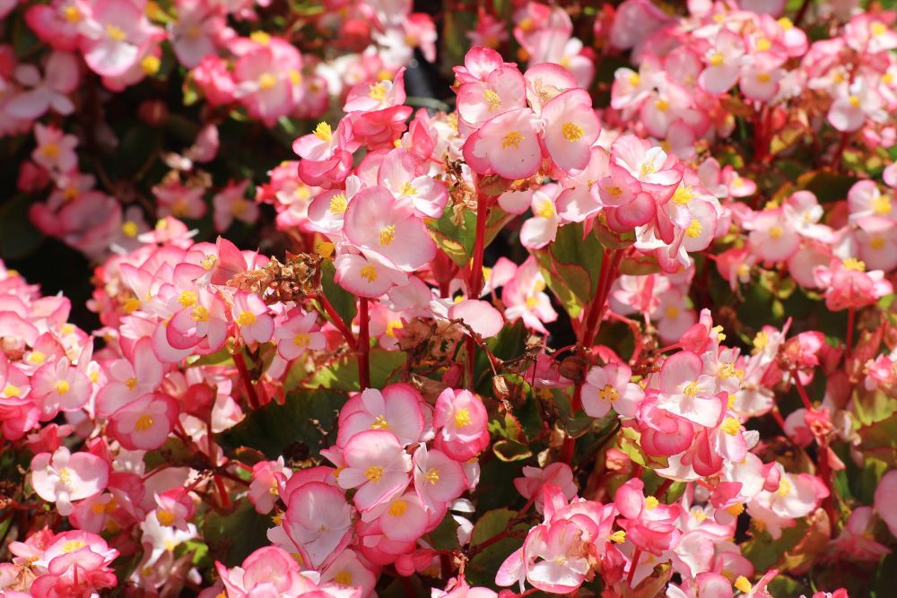 15 Bunga Mungil untuk Mempercantik Taman Outdoor Kamu