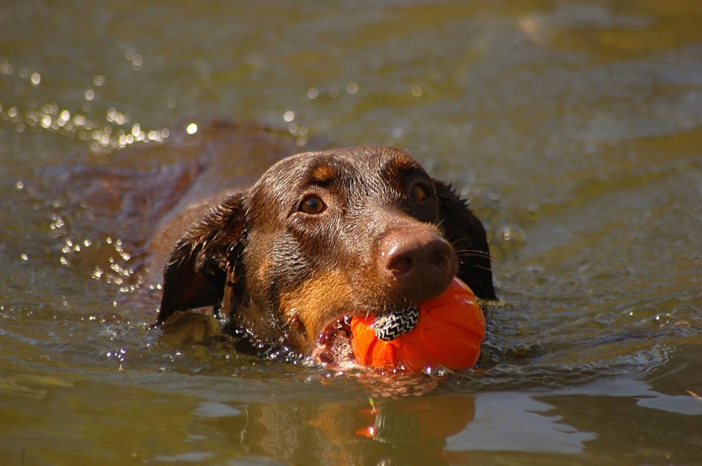 5 Langkah Ajari Anjing Berenang, Bujuk dengan Camilan Favorit