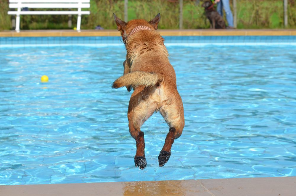 5 Langkah Ajari Anjing Berenang, Bujuk dengan Camilan Favorit