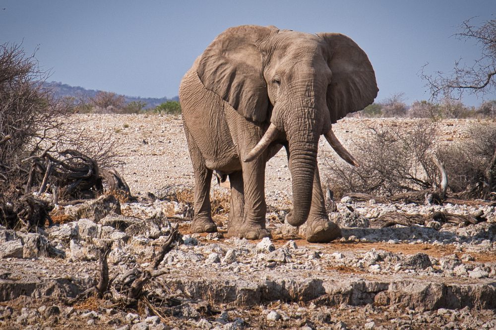 6 Perbedaan Fisik antara Gajah Afrika dan Gajah Asia, Sekilas Mirip