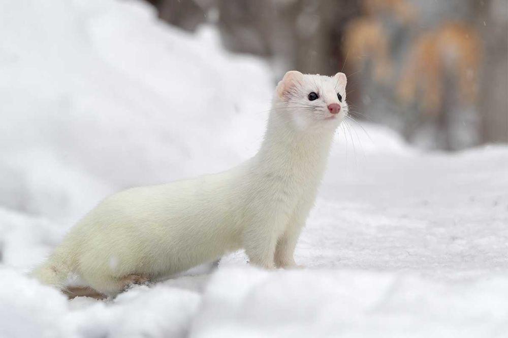 5 Fakta Ermine, Mamalia Imut yang Lahir dalam Kondisi Buta